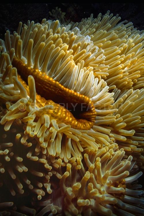 DIVING;UNDERWATER;Seaduction;ocean;sea;Abstract;Beige;Bronze;White;Black;81.;Amazing Grace - Fiji