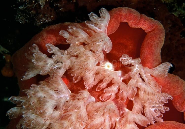 DIVING;UNDERWATER;Seaduction;ocean;sea;Abstract;Red;Pink;Black;White;102. Spanish Dancer – Wakatobi;Indonesia