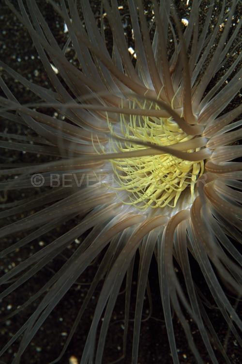 DIVING;UNDERWATER;Seaduction;ocean;sea;Abstract;Black;Yellow;105. Mystery Flower – Indonesia