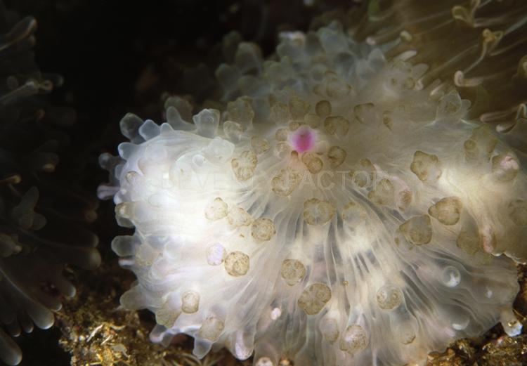 DIVING;UNDERWATER;Seaduction;ocean;sea;Abstract;White;Beige;Black;Pink;118. Wonder – S. Similan Island;Thailand