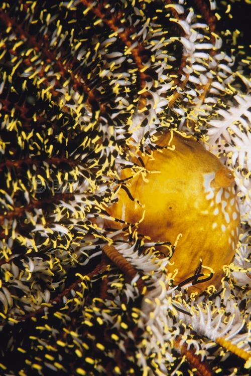 Abstract;Seaduction;Underwater;ocean;sea;Black;Beige;White;Yellow;131. Temptress – PNG