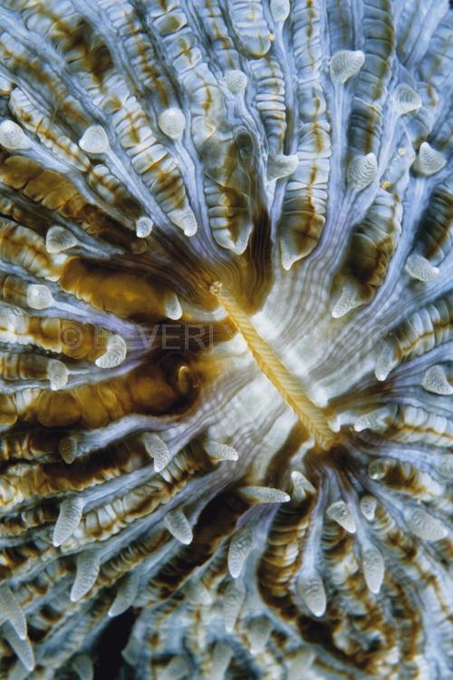 DIVING;UNDERWATER;Seaduction;ocean;sea;Abstract;Blue;Beige;Brown;Black;132. Interlude – PNG