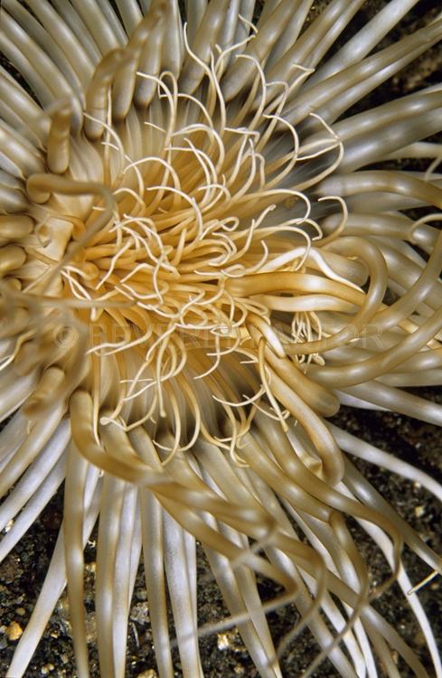 DIVING;UNDERWATER;Seaduction;ocean;sea;Abstract;White;Beige;Black;142. Pure Dazzle – -;N. Sulawesi;Indonesia