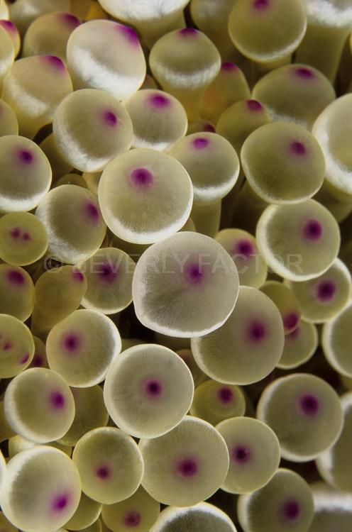 DIVING;UNDERWATER;Seaduction;ocean;sea;Abstract;Beige;Pink;Black;145. Tippy Pinky -;N. Sulawesi;Indonesia