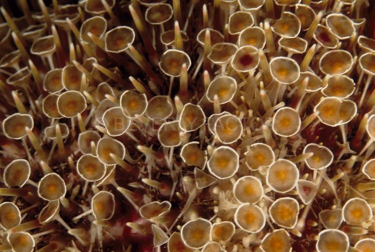 DIVING;UNDERWATER;Seaduction;ocean;sea;Abstract;White;Black;Beige;Brown;148. Busy Body – Thailand