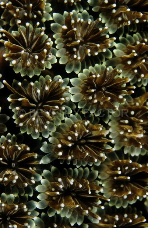 DIVING;UNDERWATER;Seaduction;ocean;sea;Abstract;Black;Whitel Green;Brown;150. Forever Fun -;N. Sulawesi;Indonesia