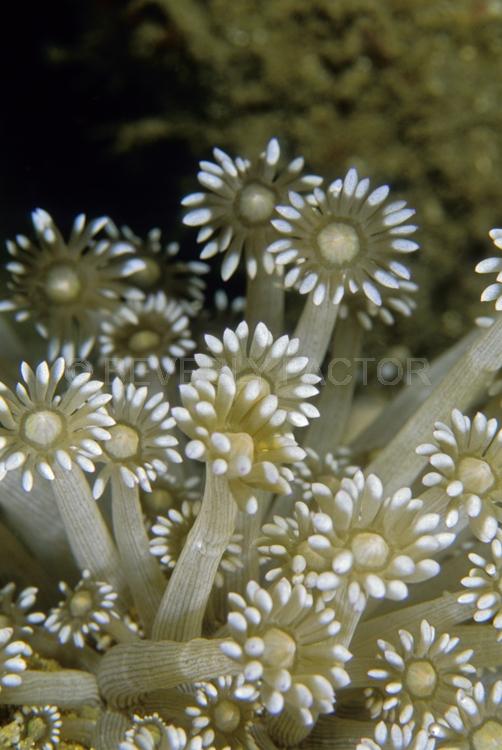 DIVING;UNDERWATER;Seaduction;ocean;sea;Abstract;Beige;White;Black;153. Winter Dream – Menado;Indonesia