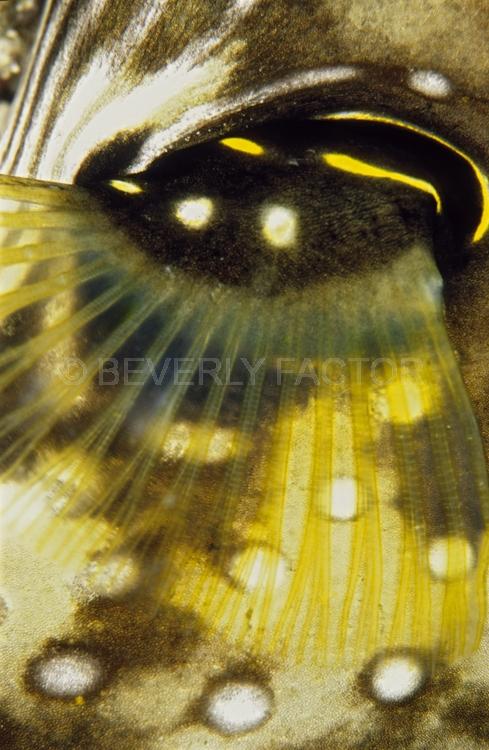 DIVING;UNDERWATER;Seaduction;ocean;sea;Abstract;Green;White;Black;Beige;155. Miraculous – Menado;Indonesia