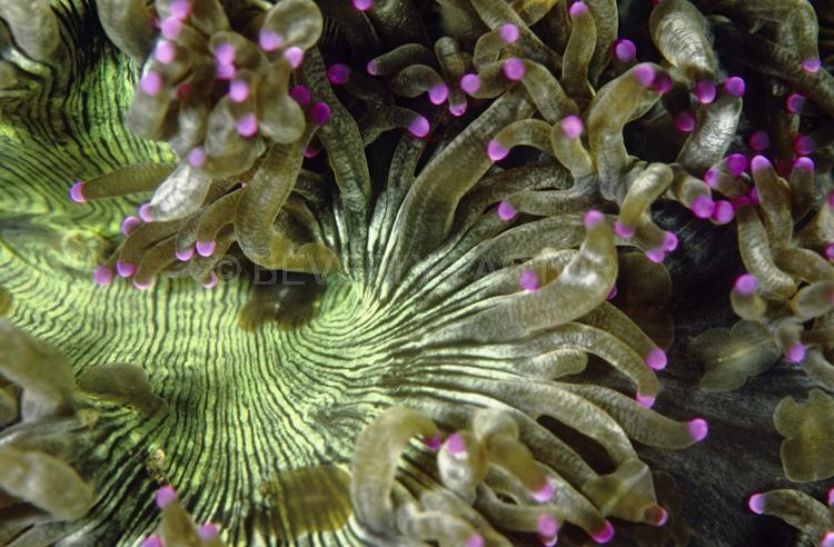 DIVING;UNDERWATER;Seaduction;ocean;sea;Abstract;Green;Pink;Black;Beige;156. Happy Go Lucky – Menado;Indonesia