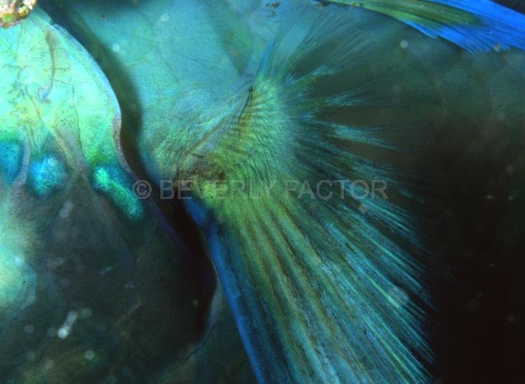DIVING;UNDERWATER;Seaduction;ocean;sea;Abstract;Green;Blue;A22.;Finality – Australia