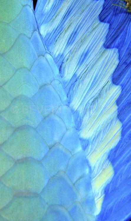 DIVING;UNDERWATER;Seaduction;ocean;sea;Abstract;Blue;Green;A23.;Solace – La Paz;Mexico