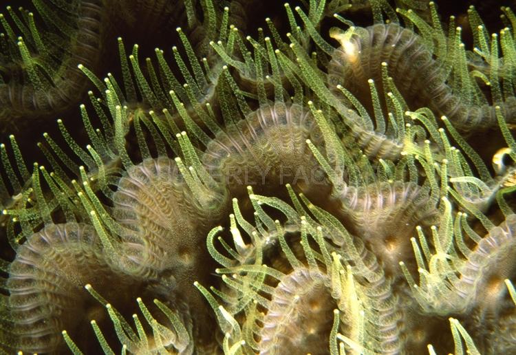 DIVING;UNDERWATER;Seaduction;ocean;sea;Abstract;Beige;A25.;Tips – Sipadan Island;Malaysia