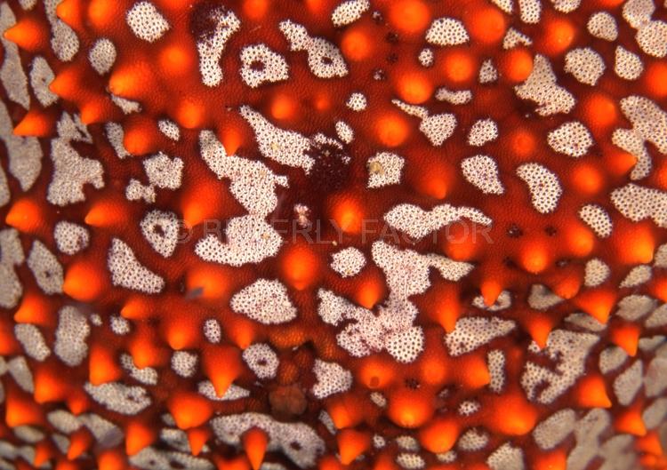 DIVING;UNDERWATER;Seaduction;ocean;sea;Abstract;Red;Black;Grey;A32.;Red Marble – La Paz;Mexico