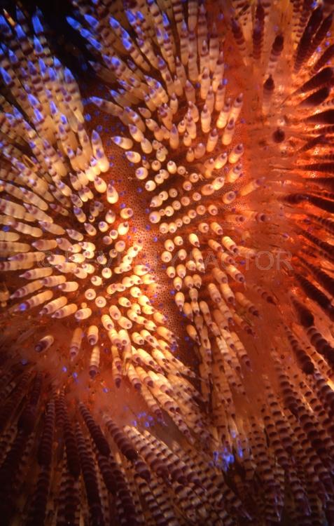 DIVING;UNDERWATER;sea;Seaduction;Abstract;Red;Beige;Blue;41.;Flaming Hot;- Indonesia