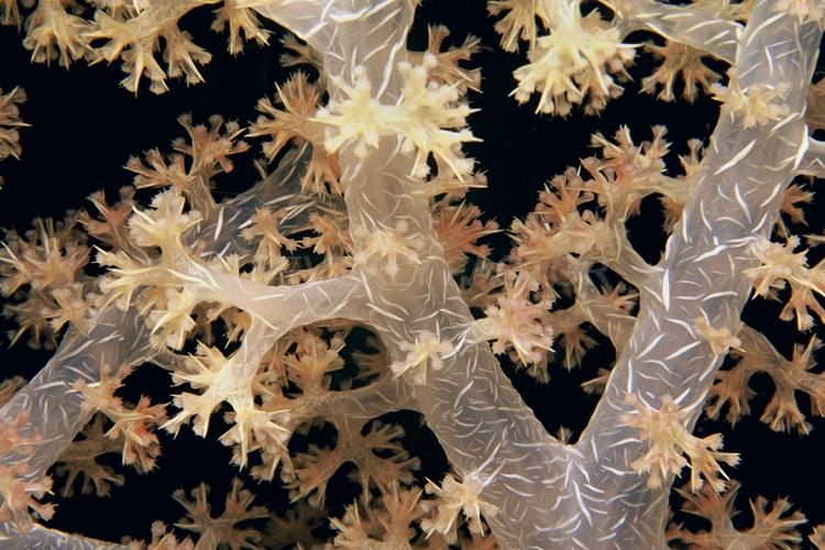 Abstract;Seaduction;Underwater;ocean;sea;Brown;Beige;Black;A44.;Splendid Branches - Fiji