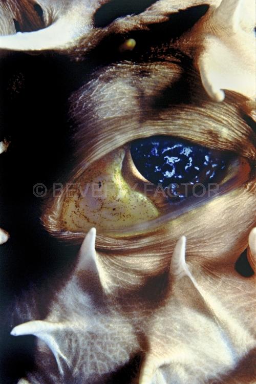 DIVING;UNDERWATER;Seaduction;ocean;sea;Abstract;Blue;White;A48.;Mysterious Eye – Cozumel;Mexico