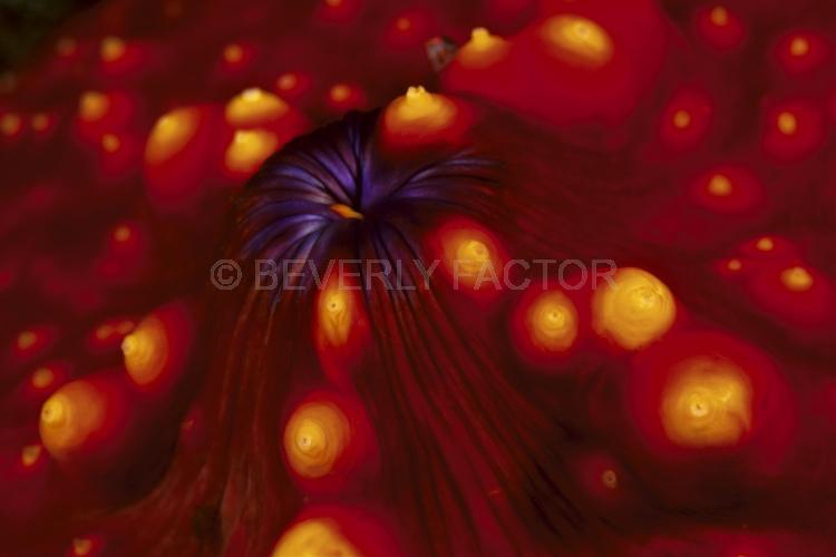 Abstract;Seaduction;Underwater;ocean;sea;Red;Yellow;Purple;A55.;Enrapture - Indonesia