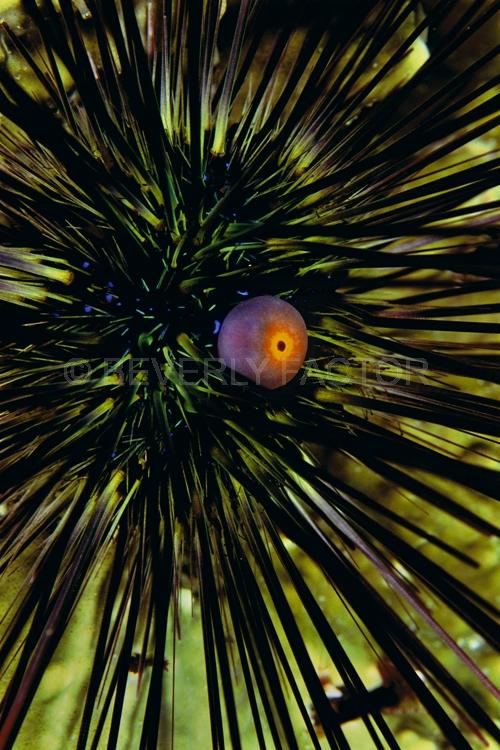 DIVING;UNDERWATER;Seaduction;ocean;sea;Abstract;Black;Green;Orange;Purple;A59.;Eye of Splendor - Burma