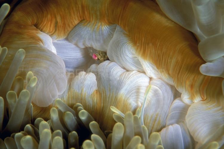 Abstract;Seaduction;Underwater;ocean;sea;Beige;White;Green;Red;A63.;Desirous - PNG