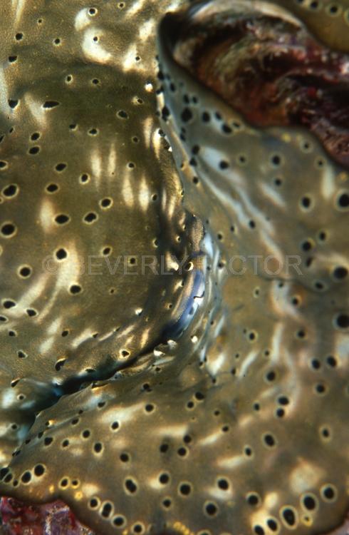 DIVING;UNDERWATER;sea;Seaduction;Abstract;Beige;Yellow;Black;White;64 A.;Swirl - PNG