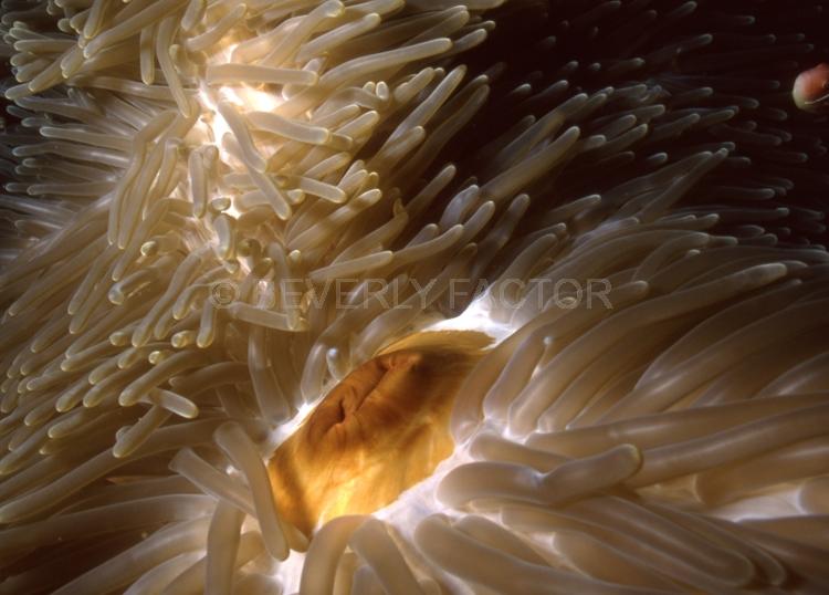 DIVING;UNDERWATER;Seaduction;ocean;sea;Abstract;Beige;White;Yellow;65.;Irresistible – Taure Island;PNG