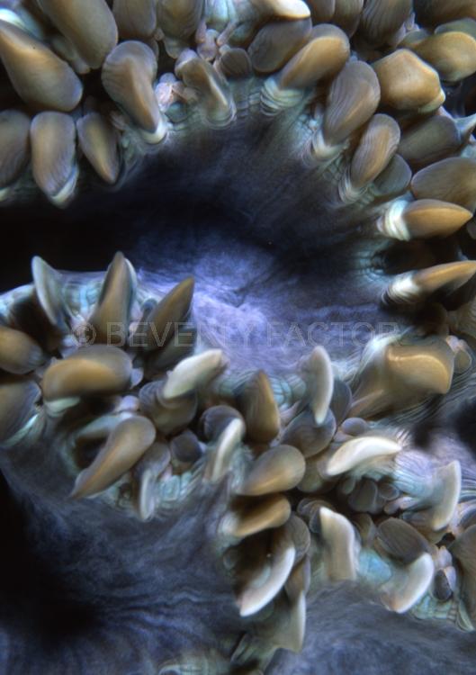 DIVING;UNDERWATER;Seaduction;ocean;sea;Abstract;Purple;Beige;Green;Black;A66.;Mysterious - PNG