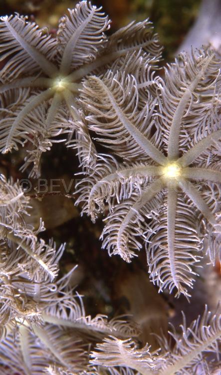 DIVING;UNDERWATER;Seaduction;ocean;sea;Abstract;White;Green;Beige;Black;A69.;Feathering Flower Two - PNG