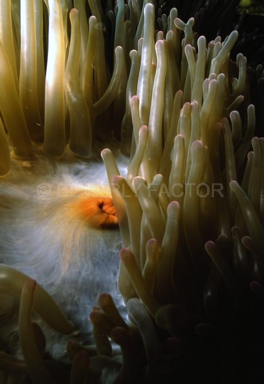 DIVING;UNDERWATER;Seaduction;ocean;sea;Abstract;White;Beige;Green;Yellow;A70.;Ladylove - PNG