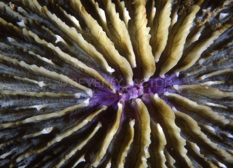 DIVING;UNDERWATER;Seaduction;ocean;sea;Abstract;Green;Beige;Purple;White;A76.;Devotion - Indonesia