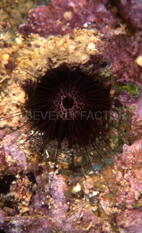 DIVING;UNDERWATER;sea;Seaduction;Abstract;Black;White;Purple;Green;79.;Angel Eye - Fiji