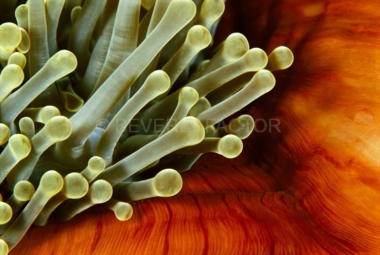 DIVING;UNDERWATER;Seaduction;ocean;sea;Abstract;Red;Black;Green;Gray;A80. Yearning - Fiji