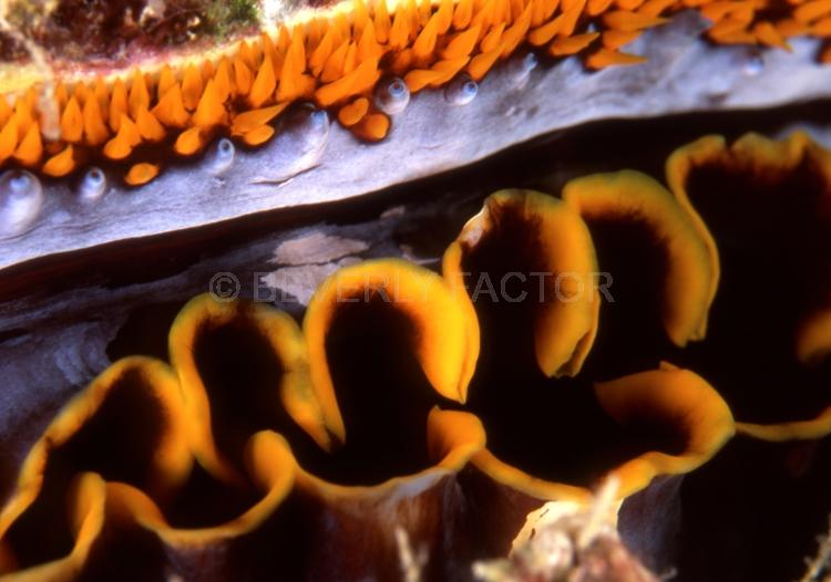 DIVING;UNDERWATER;Seaduction;ocean;sea;Abstract;Black;Brown;Beige- orange;A85.;Brilliant Splendor - Fiji