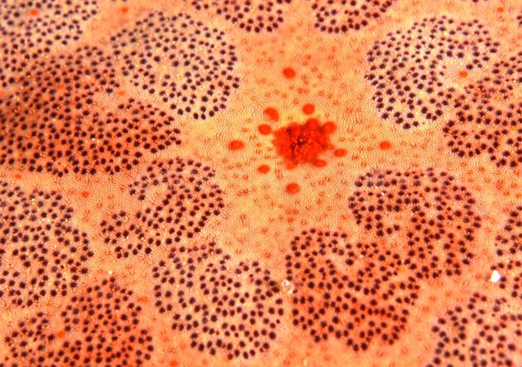 DIVING;UNDERWATER;Seaduction;ocean;sea;Abstract;Black;Red;Orange;A86.;Red Dazzle - Fiji