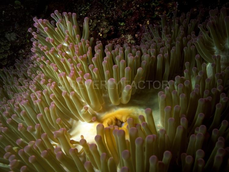 DIVING;UNDERWATER;Seaduction;ocean;sea;Abstract;Black;Beige;Green;White;Green;A88.;Rejoice – Namena Island;Fiji