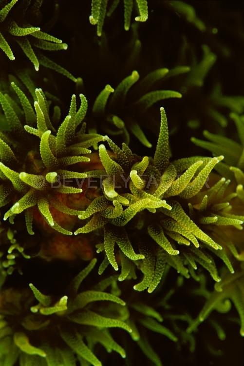 DIVING;UNDERWATER;Seaduction;ocean;sea;Abstract;Green;Beige;Black;Red;A93.;Sparkling Flower – Surin Island;Thailand