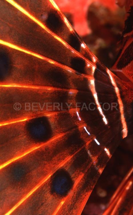 Underwater;Abstract;Seaduction;Diving;sea;ocean;Red;White;Blue;Yellow;161. Reddy – Palau;Micronesia