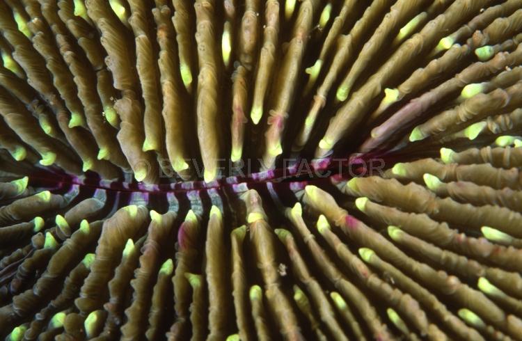 Underwater;Abstract;Seaduction;Diving;sea;ocean;Green;Purple;White;Beige;162. Interface – Fiji