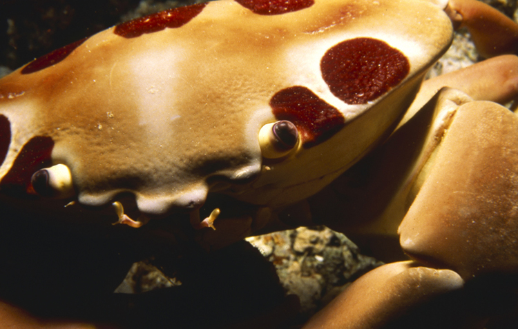 DIVING;Underwater;Angelee Images;hero;spotted crab;close-up;F200 7 2
