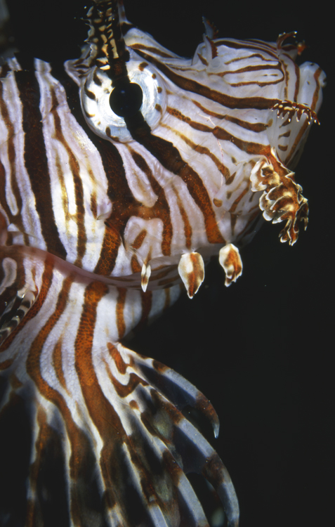 DIVING;Underwater;Angelee Images;lion fish;close- up;indonesia;F207 53W 34