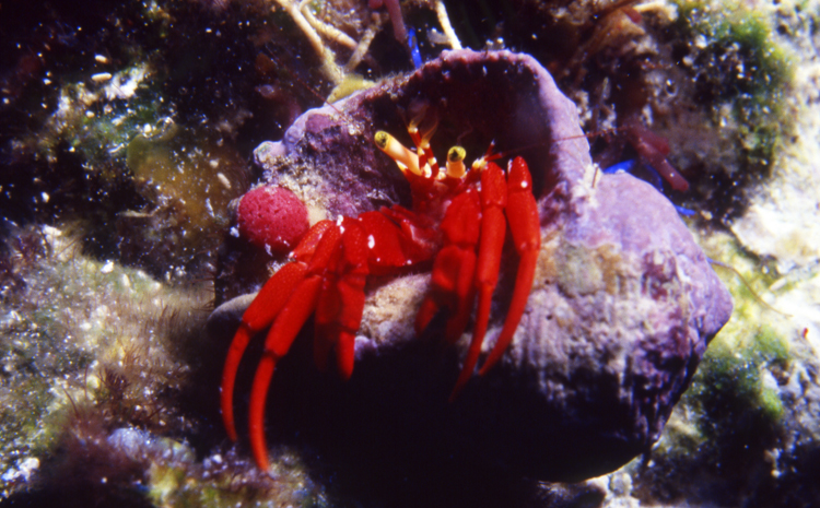 Diving;UNDERWATER;crab;macro;cayman island;F1015_FACTOR 11