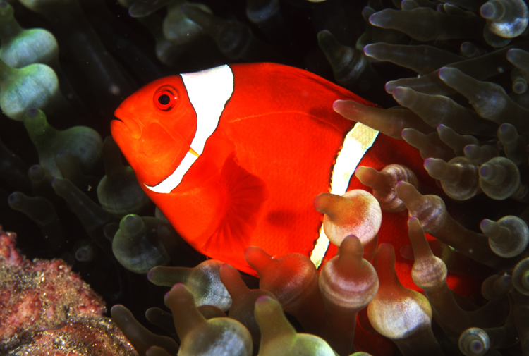 underwater;clown fish;macro;F108 50B 11 CLOWNFISH SK78