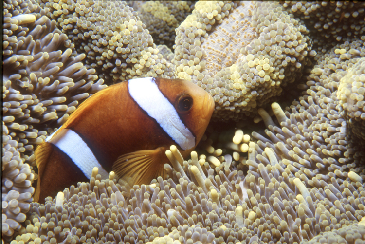DIVING;UNDERWATER;sea;ocean;exotic;sealife;F10 18B CLOWNFISH