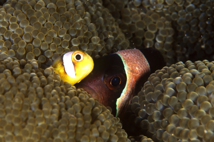 DIVING;UNDERWATER;papua new guinea;macro;clown fish;two;F1151_FACTOR_50C 34