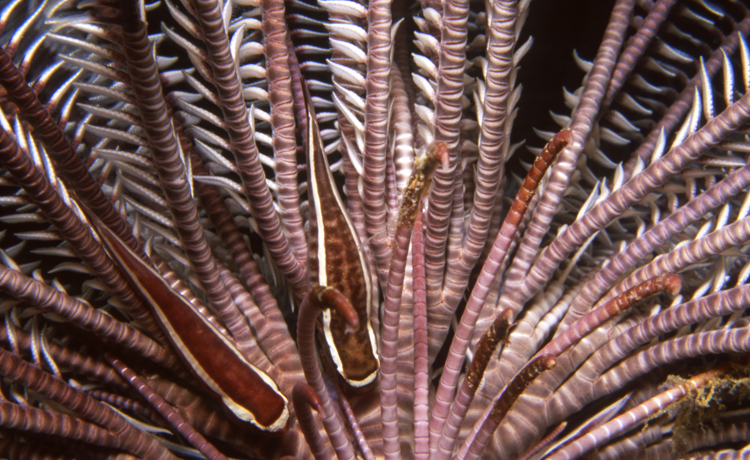 DIVING;UNDERWATER;papua new guinea;colorful;reefs;macro;F1154_FACTOR_50A-13 SK187