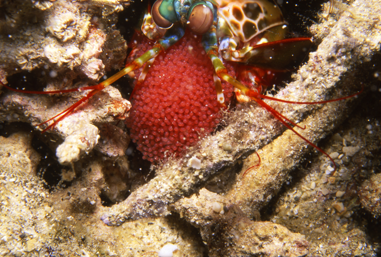 DIVING;UNDERWATER;papua new guinea;colorful;reefs;macro;eggs;mantas shrimp;F1155_FACTOR_50A-5 SK58