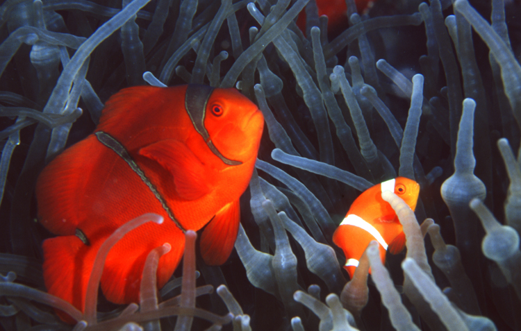 DIVING;UNDERWATER;papua new guinea;colorful;reefs;macro;clown fish;two;F1169_FACTOR_50B-11_ K1169