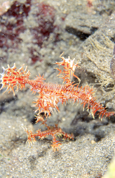 DIVING;UNDERWATER;papua new guinea;colorful;reefs;macro;F1170_FACTOR_50B-12 SK1170