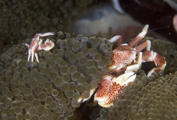 DIVING;UNDERWATER;papua new guinea;macro;reefs;crab;two;F1175_FACTOR_50C-34 SK198