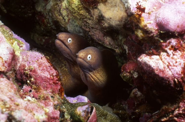DIVING;UNDERWATER;thailand;colorful;reefs;macro;two;eel;F1243_FACTOR_61B 18 SK263