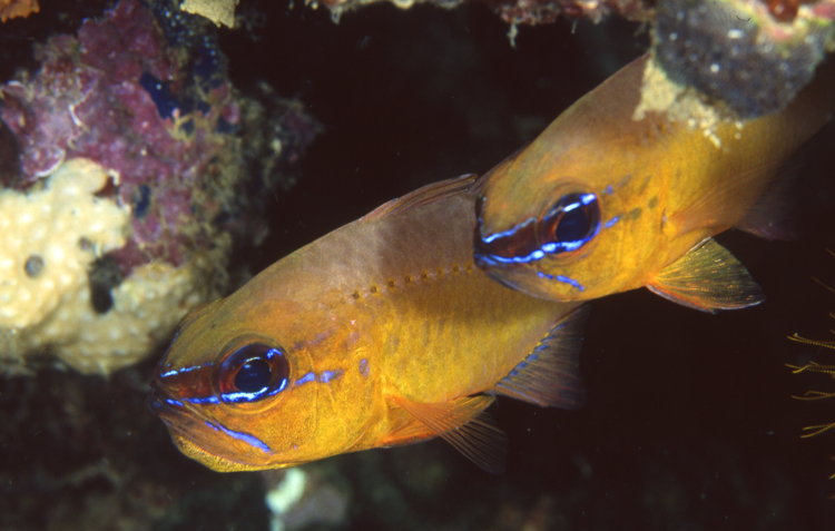 DIVING;UNDERWATER;batangas;philippines;macro;two fish;F1266_FACTOR_68 33 SK129